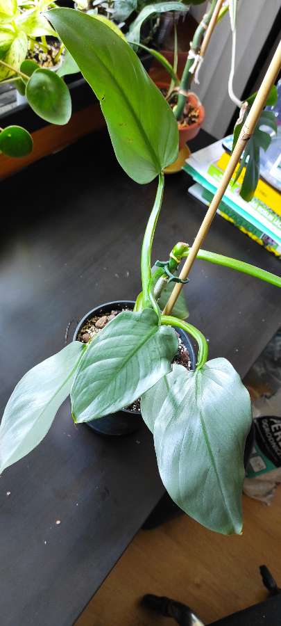 Philodendron silver sword 3