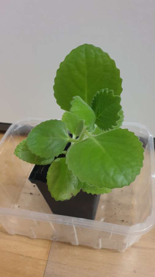 Mięta meksykańska/oregano kubańskie 3