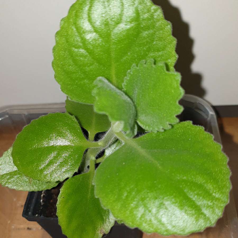 Mięta meksykańska/oregano kubańskie