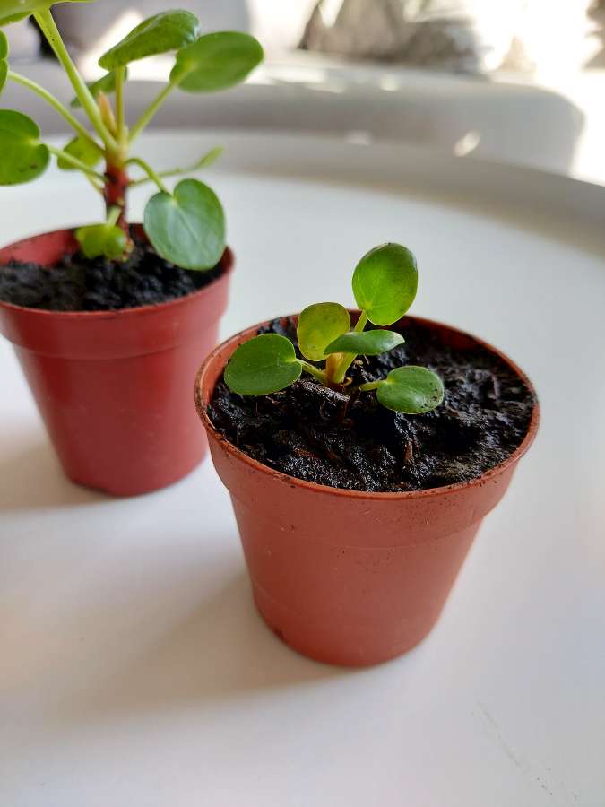 Pieniążek (Pilea peperomionides) 5