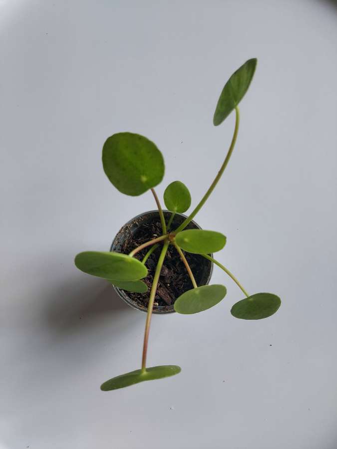 Pieniążek (Pilea peperomionides) 2