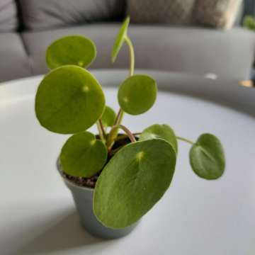 Pieniążek (Pilea peperomionides)