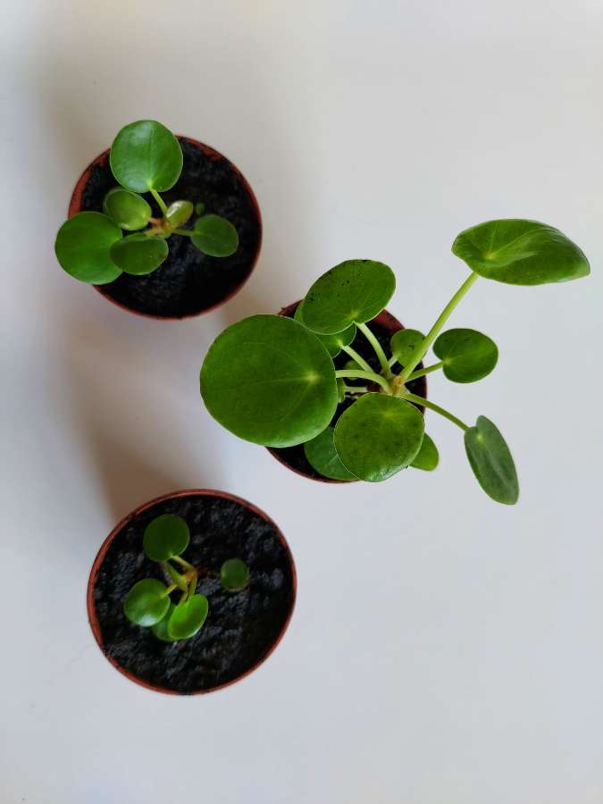 Pieniążek (Pilea peperomionides) 4