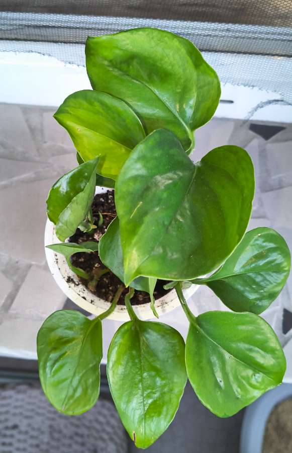 Epipremnum aureum global green 2