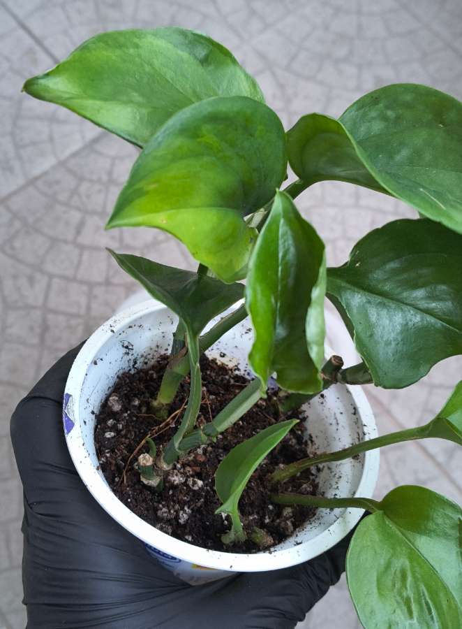 Epipremnum aureum global green 3