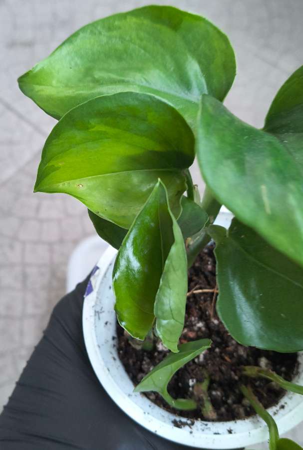 Epipremnum aureum global green 5