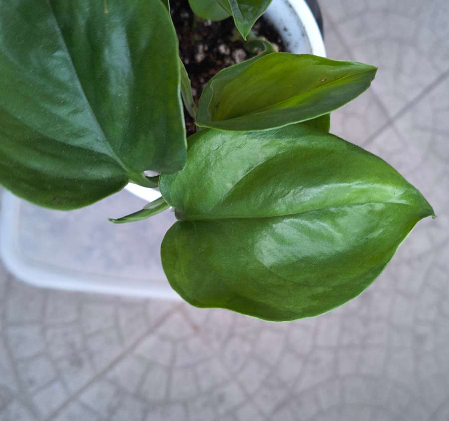 Epipremnum aureum global green 4