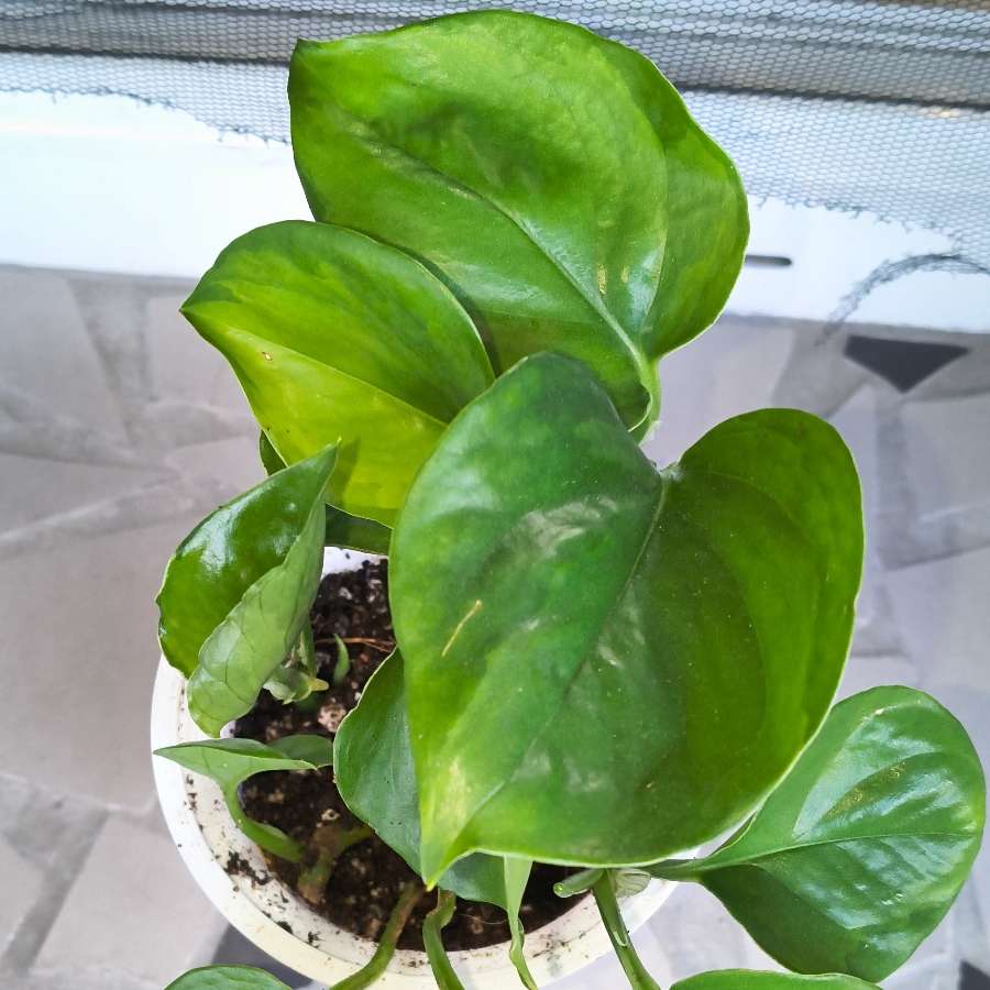 Epipremnum aureum global green