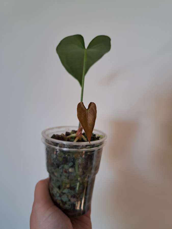 Anthurium forgetii x nigrolaminum Gigi 3