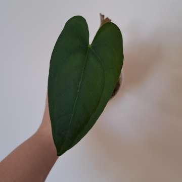 Anthurium forgetii x nigrolaminum Gigi