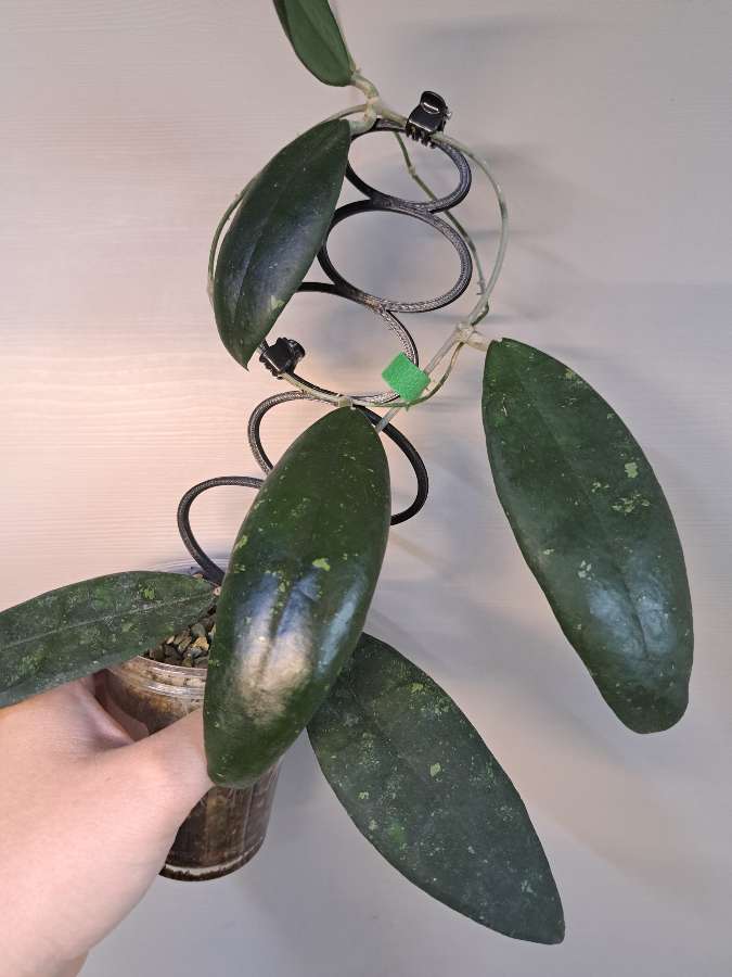 Hoya finlaysonii dark flower 4