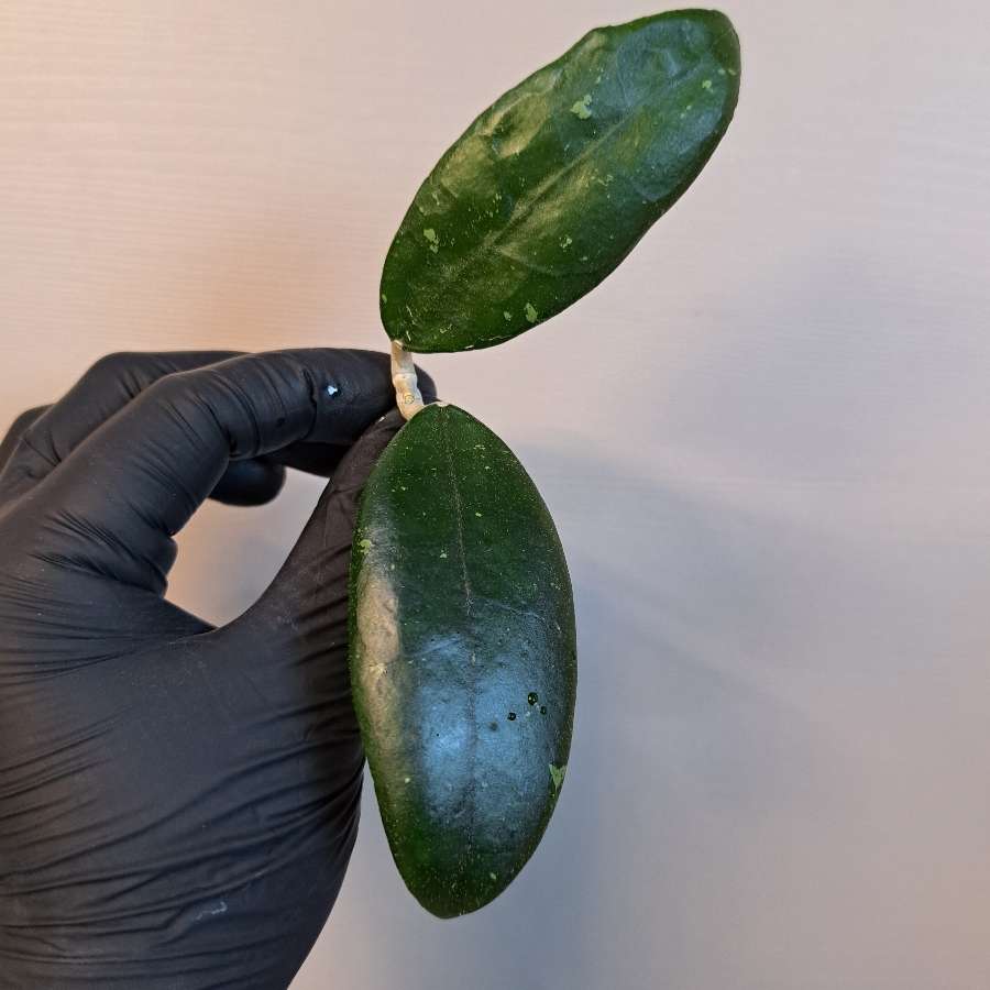 Hoya finlaysonii dark flower