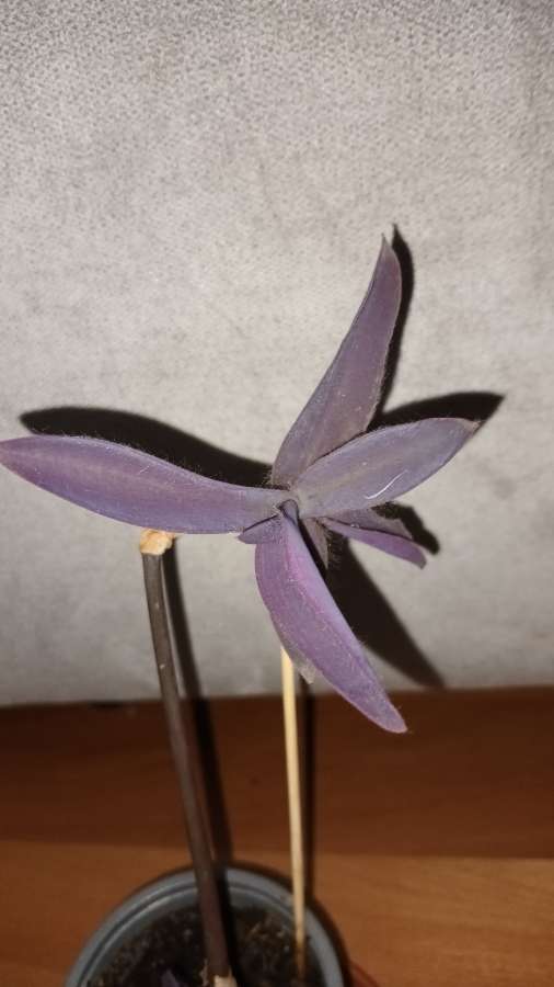Setkrezja purpurowa wys .30cm 3