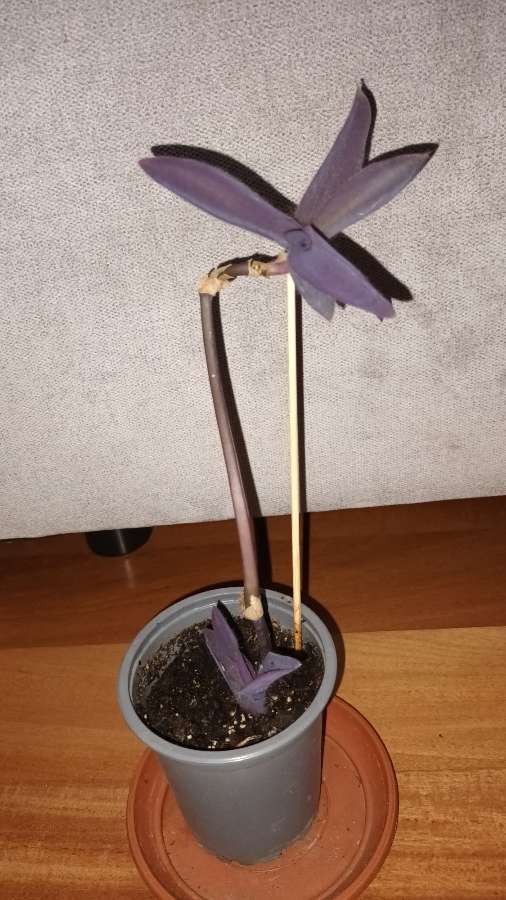 Setkrezja purpurowa wys .30cm 2