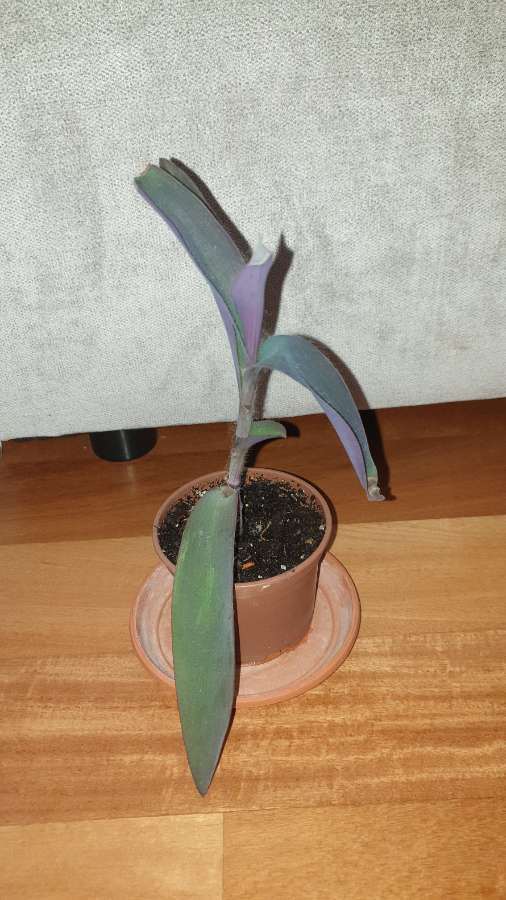 Setkrezja purpurowa wys.25cm 2