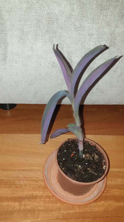 Setkrezja purpurowa wys.25cm 4