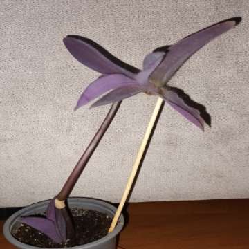 Setkrezja purpurowa wys .30cm