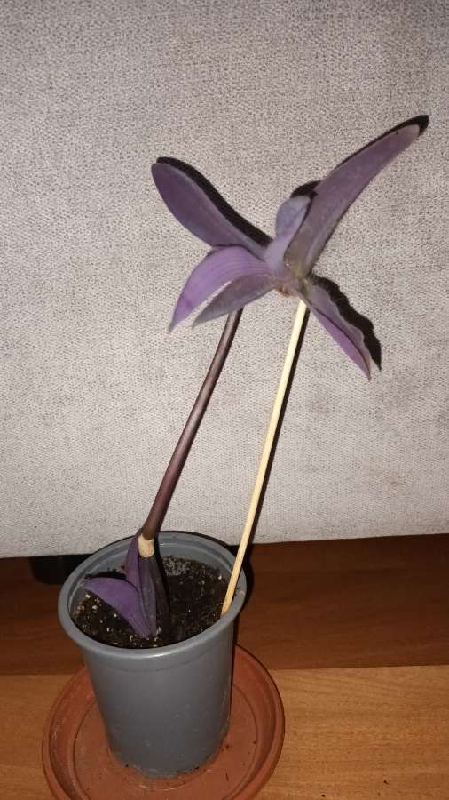 Setkrezja purpurowa wys .30cm 4