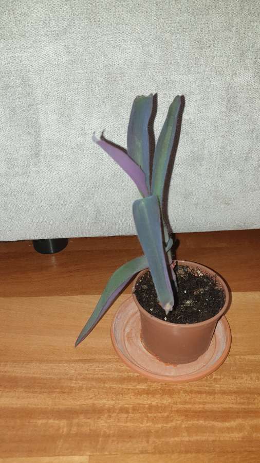 Setkrezja purpurowa wys.25cm 3