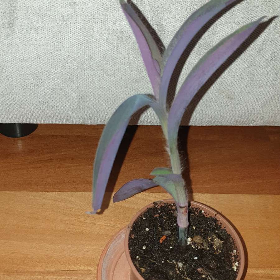 Setkrezja purpurowa wys.25cm