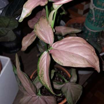 Syngonium Regina Red