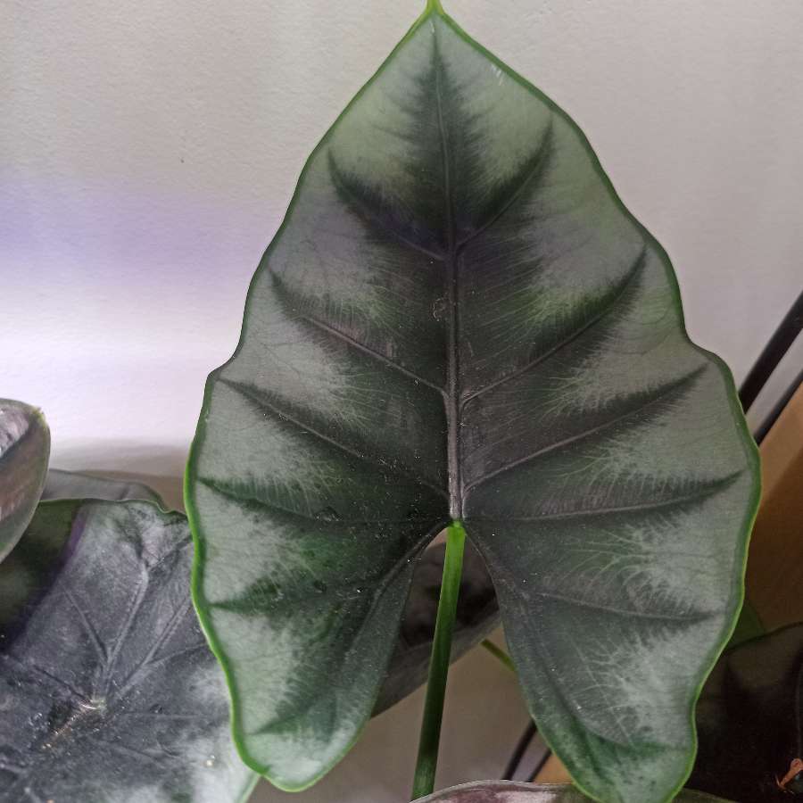 bulwka Alocasia Reversa