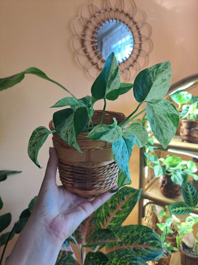 Epipremnum Marble Queen 2