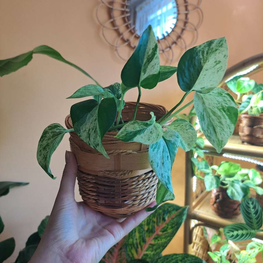 Epipremnum Marble Queen