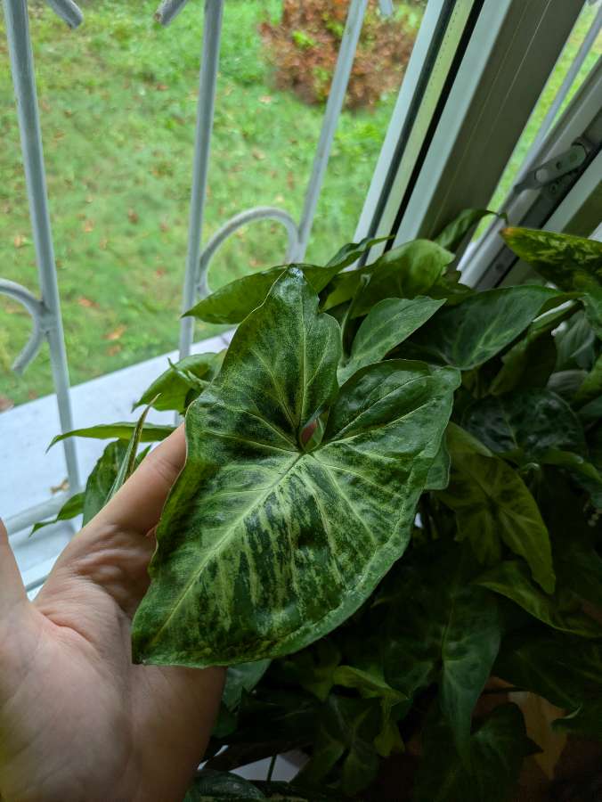 Syngonium Arrow 3