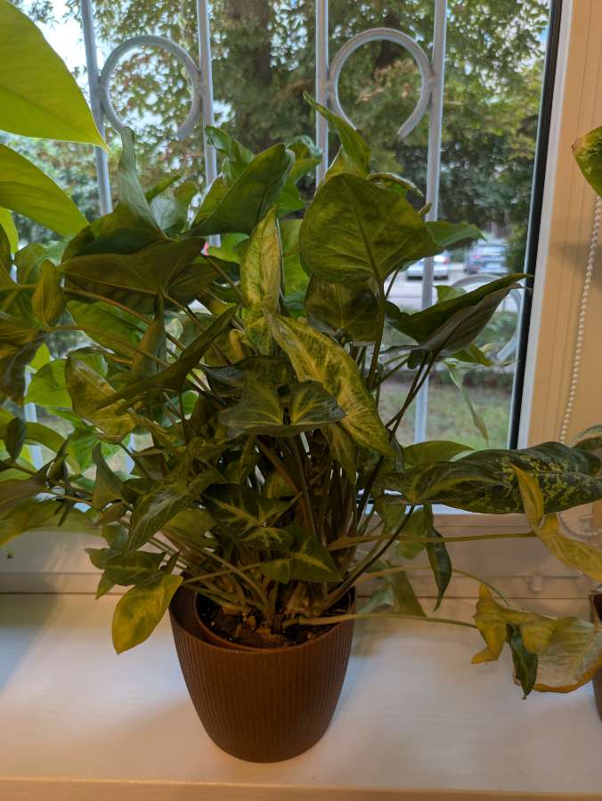 Syngonium Arrow 2
