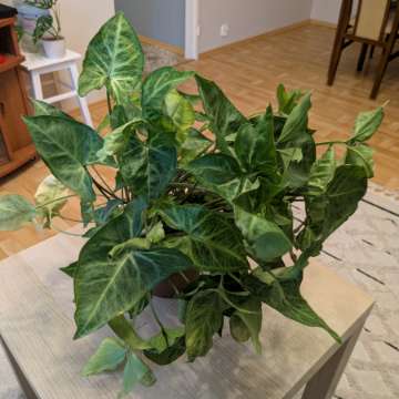Syngonium Arrow