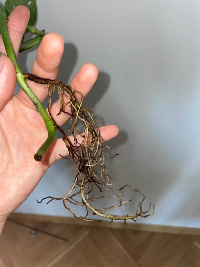 Monstera „monkey mask” 2