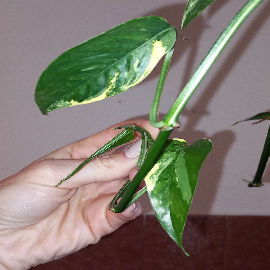 Epipremnum variegata