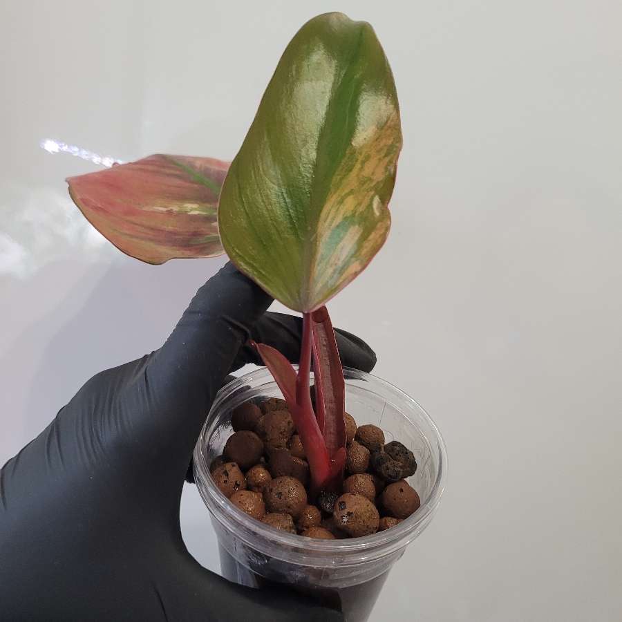 Philodendron strawberry shake