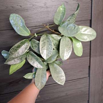 Hoya carnosa Nova ghost