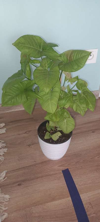 Syngonium Confetti 2
