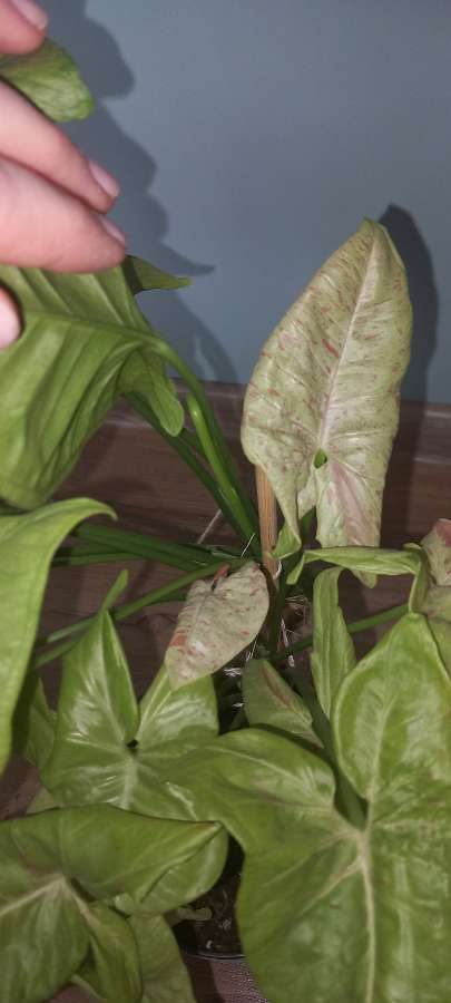 Syngonium Confetti 3