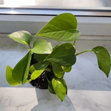 Epipremnum aureum