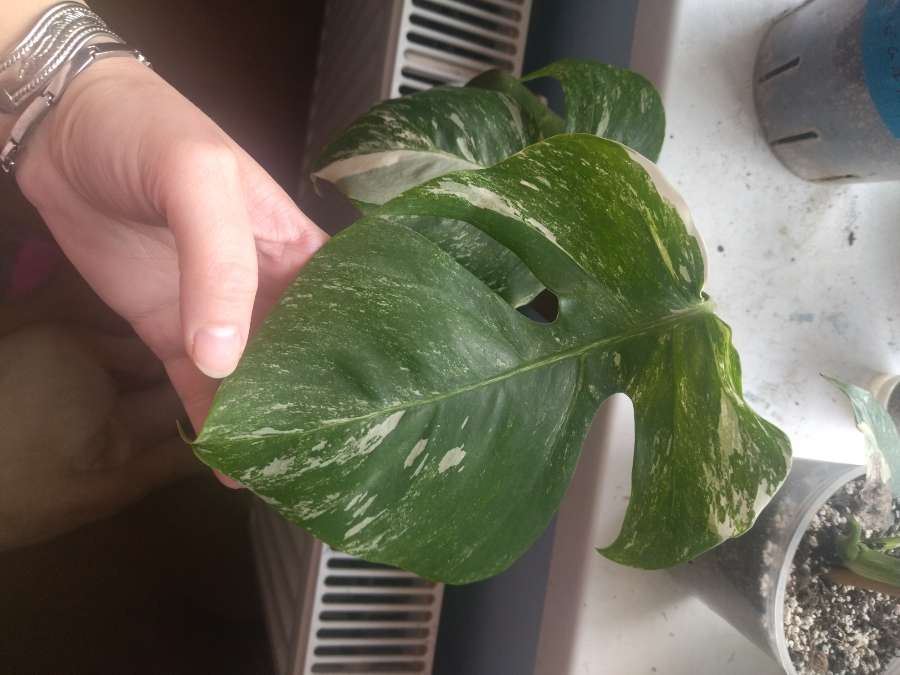 Monstera variegata 3