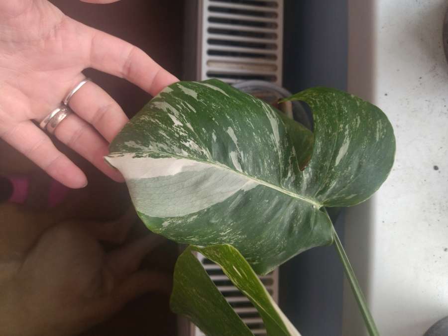 Monstera variegata 2