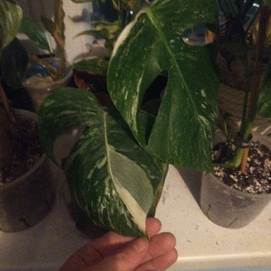 Monstera variegata