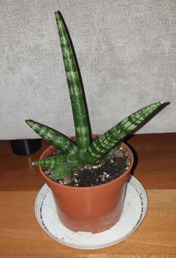 Sansewieria cylindryczna gruba Boncel  2