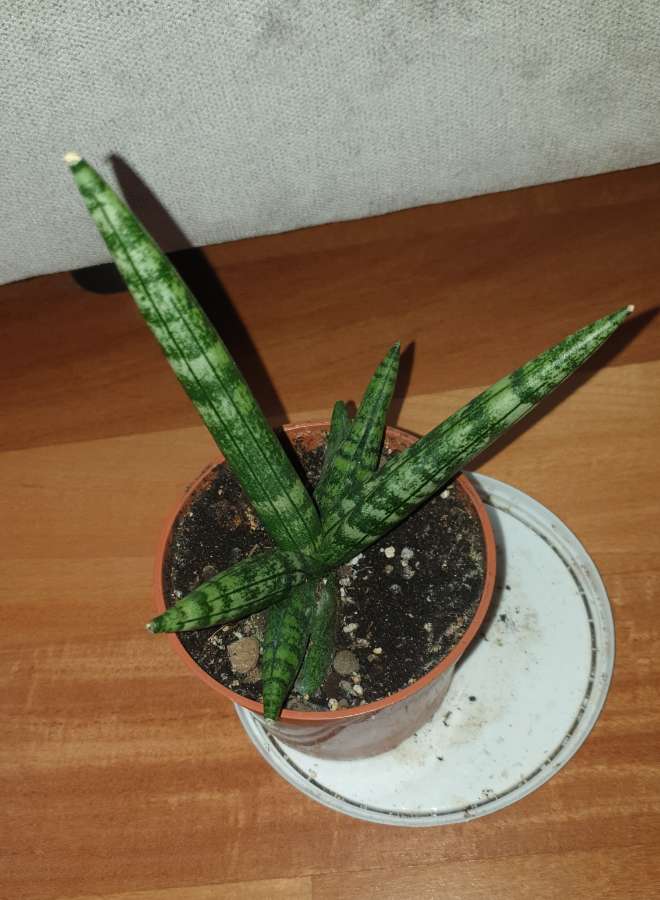 Sansewieria cylindryczna gruba Boncel  4