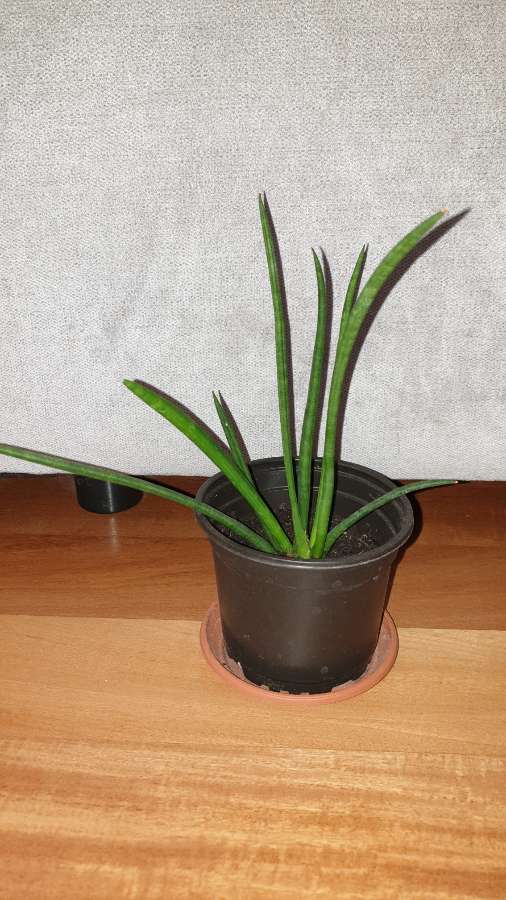 Sansewieria cylindryczna nr 2 3