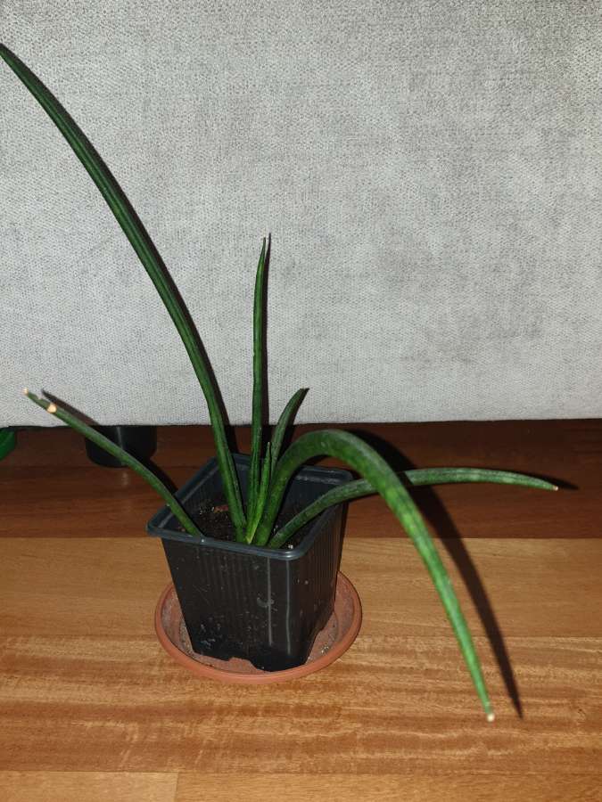 Sansewieria cylindryczna nr 1 3