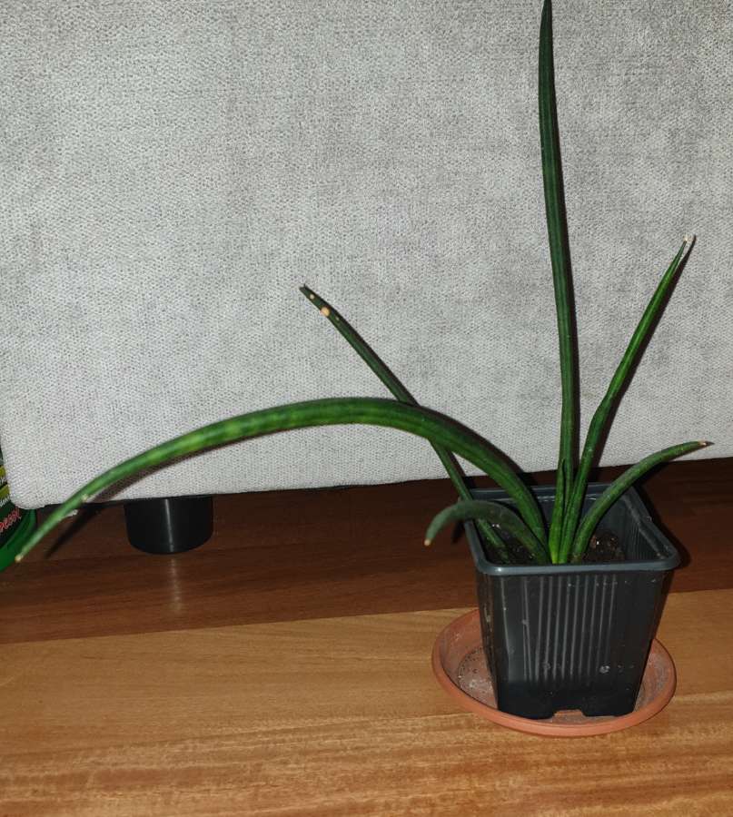 Sansewieria cylindryczna nr 1 2