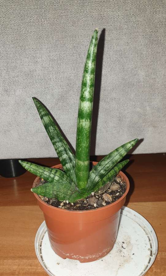 Sansewieria cylindryczna gruba Boncel  3