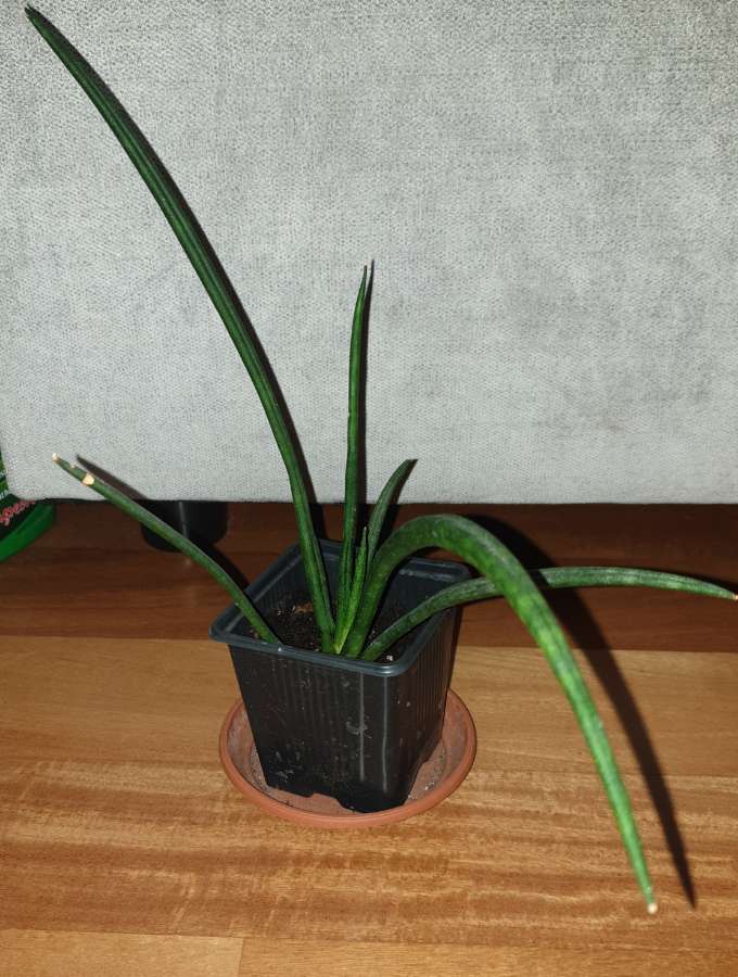 Sansewieria cylindryczna nr 1 4
