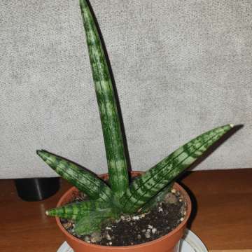 Sansewieria cylindryczna gruba Boncel 