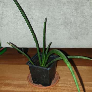 Sansewieria cylindryczna nr 1